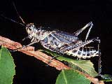 Lubber Grasshopper. Credit: J. Capinera