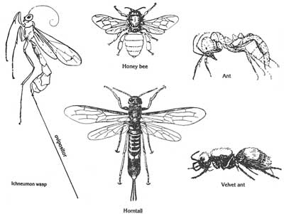 Bees, Wasps and Ants