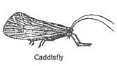 Caddisfly