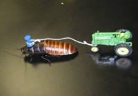 Roach pulling tractor