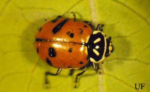 Adult convergent lady beetle