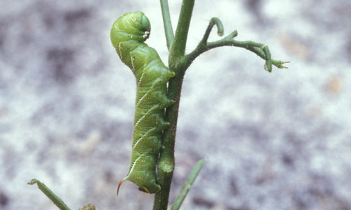 Manduca sexta (L.), the tobacco hornworm