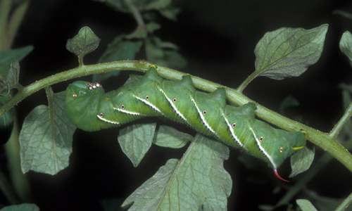 Late instar larva of Manduca sexta (L.), the tobacco hornworm