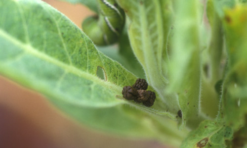 Frass on the host plant can be an indication of feeding by Manduca sexta (L.), tobacco hornworm