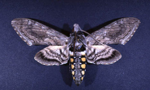 Adult form of Manduca quinquemaculata (Haworth), the tomato hornworm