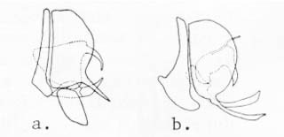 Male terminalia: a. Micromus subanticus (Walker); b. Micromus posticus (Walker).