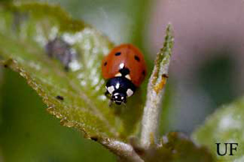 Asian multi colored lady beetle