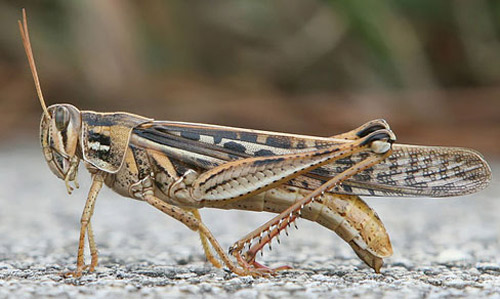 Adult Grasshoppers 97