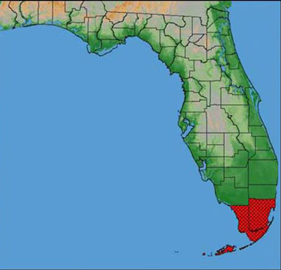 Recorded Florida distribution of Anastrepha edentata Stone, a fruit fly.
