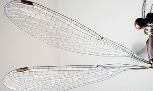 Fore and hind wings of adult lestid damselfly; wing structures of damselflies (after Rehn 2003). 