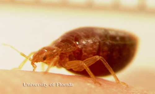 bed bug - Cimex lectularius Linnaeus