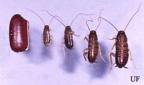 Ootheca and first, second, third and fourth instar nymphs of the American cockroach, Periplaneta americana (Linnaeus). 