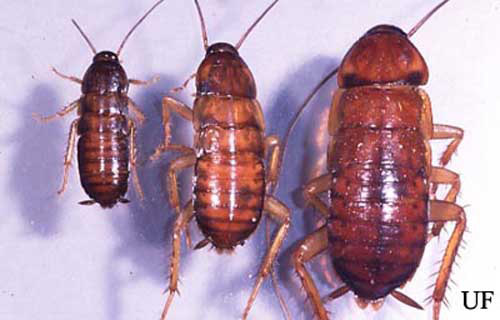 Fifth, sixth and seventh instar nymphs of the American cockroach, Periplaneta americana (Linnaeus).