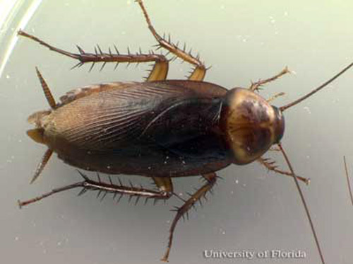 Adult female American cockroach, Periplaneta americana (Linnaeus).