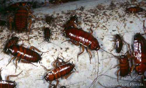 American cockroach, Periplaneta americana (Linnaeus), and their fecal smears. 