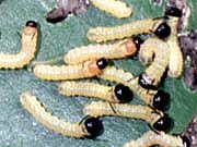 Larvae of Anisota peigleri