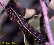 Larva of Anisota peigleri