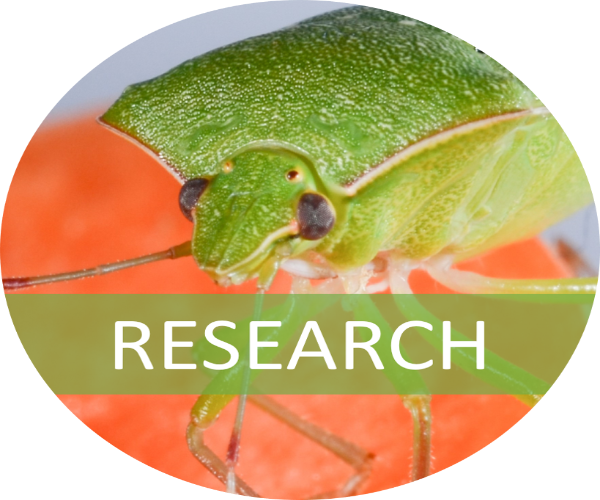 A southern green stink bug on a carrot with a banner indicating that this image is linked to the research webpage section. Photo credit Ke Wu