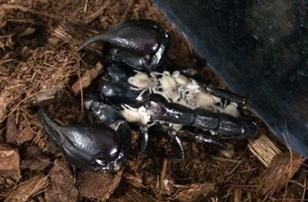 scorpion with babies