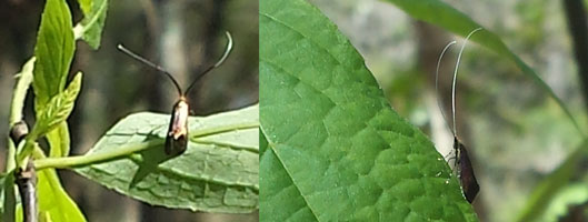 Dr. Joe Cicero took these pictures of moths on a silverbell plant (Halesia sp.) at Torreya State Park