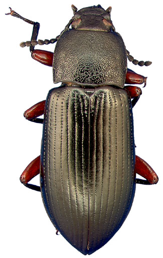 Centronopus calcaratus (Fabricius)