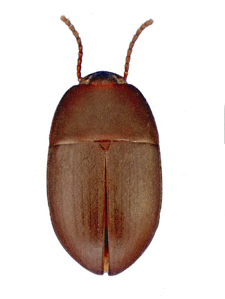 Gondwanocrypticus obsoletus (Say)