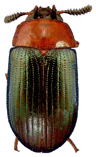 Neomida bicornis (Fabricius)