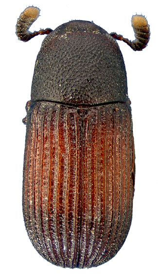 Rhipandrus fulvomaculatus (Dury)