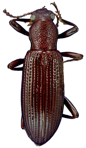 Talanus stenochinus (LeConte)