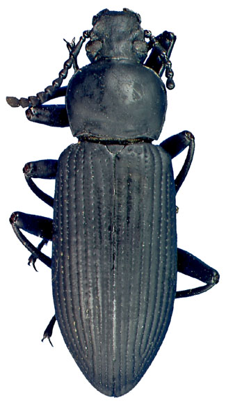 Zophobas atratus (Fabricius)