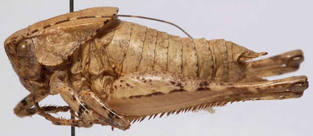 image of Neduba extincta