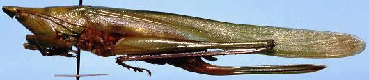 image of Neoconocephalus melanorhinus