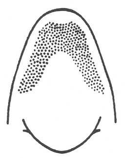 image of Neoconocephalus ensiger