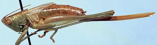 image of Conocephalus resacensis