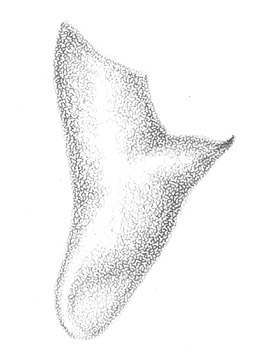 image of Conocephalus fasciatus
