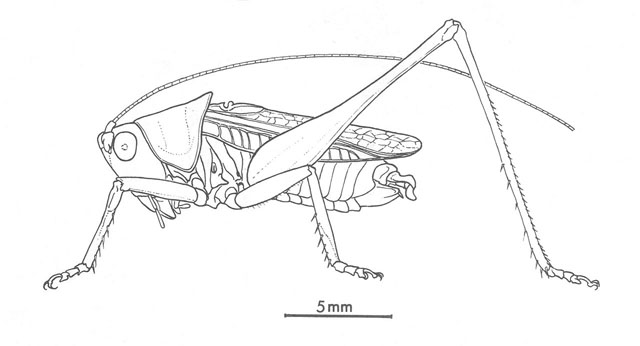 image of Conocephalus brevipennis