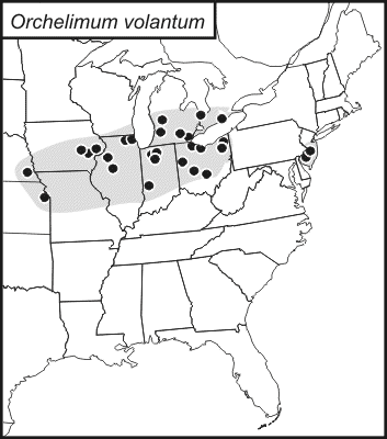 distribution map for Orchelimum volantum
