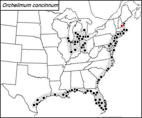 distribution map for Orchelimum concinnum