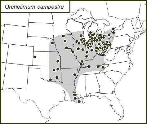 distribution map for Orchelimum campestre