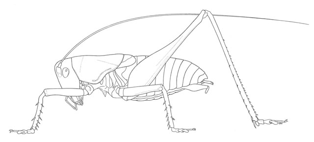 image of Pediodectes haldemanii