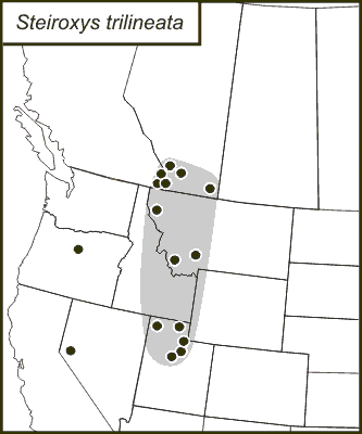 distribution map for Steiroxys trilineata