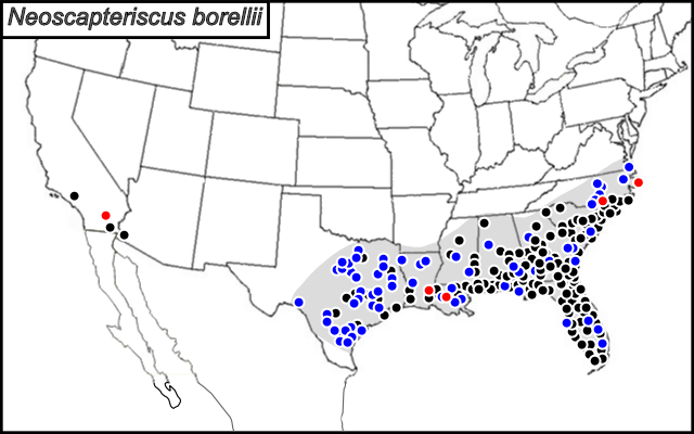distribution map for Neoscapteriscus borellii