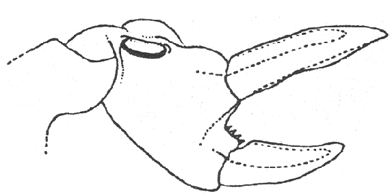image of Neoscapteriscus abbreviatus