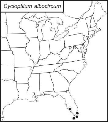 distribution map for Cycloptilum albocircum