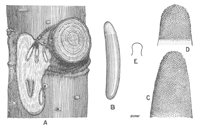 image of Oecanthus niveus
