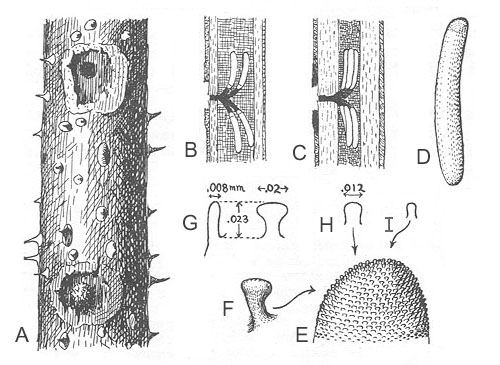 image of Oecanthus californicus