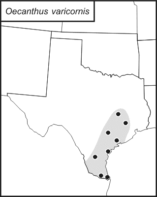 distribution map for Oecanthus varicornis