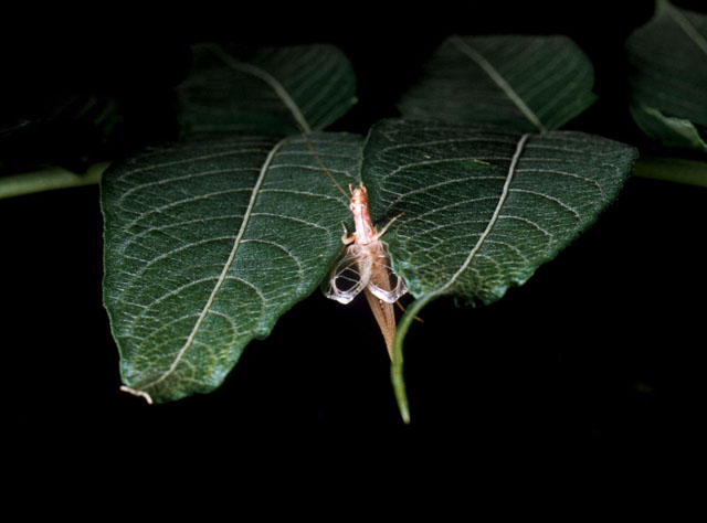 image of Neoxabea bipunctata