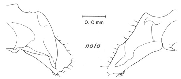 image of Cyrtoxipha nola