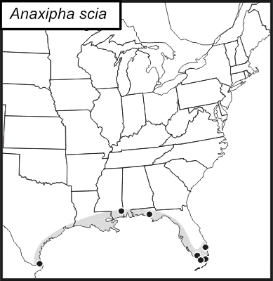 distribution map for Anaxipha scia